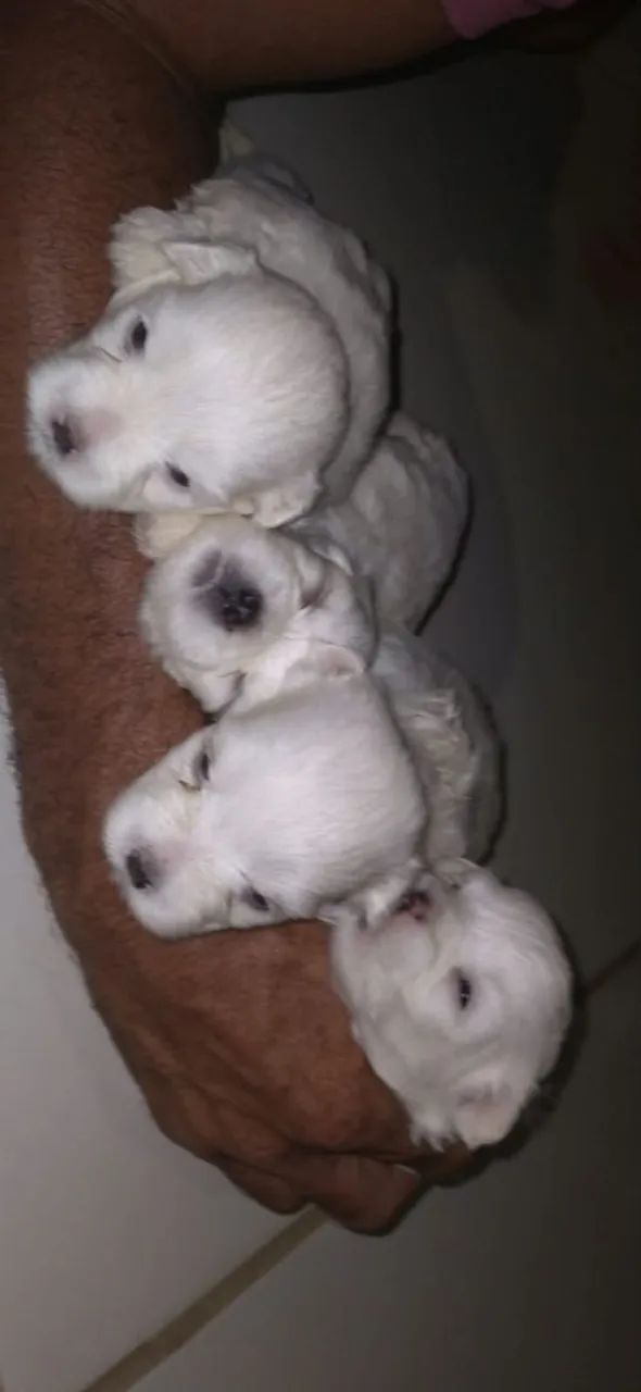 Maltês  - Foto 2