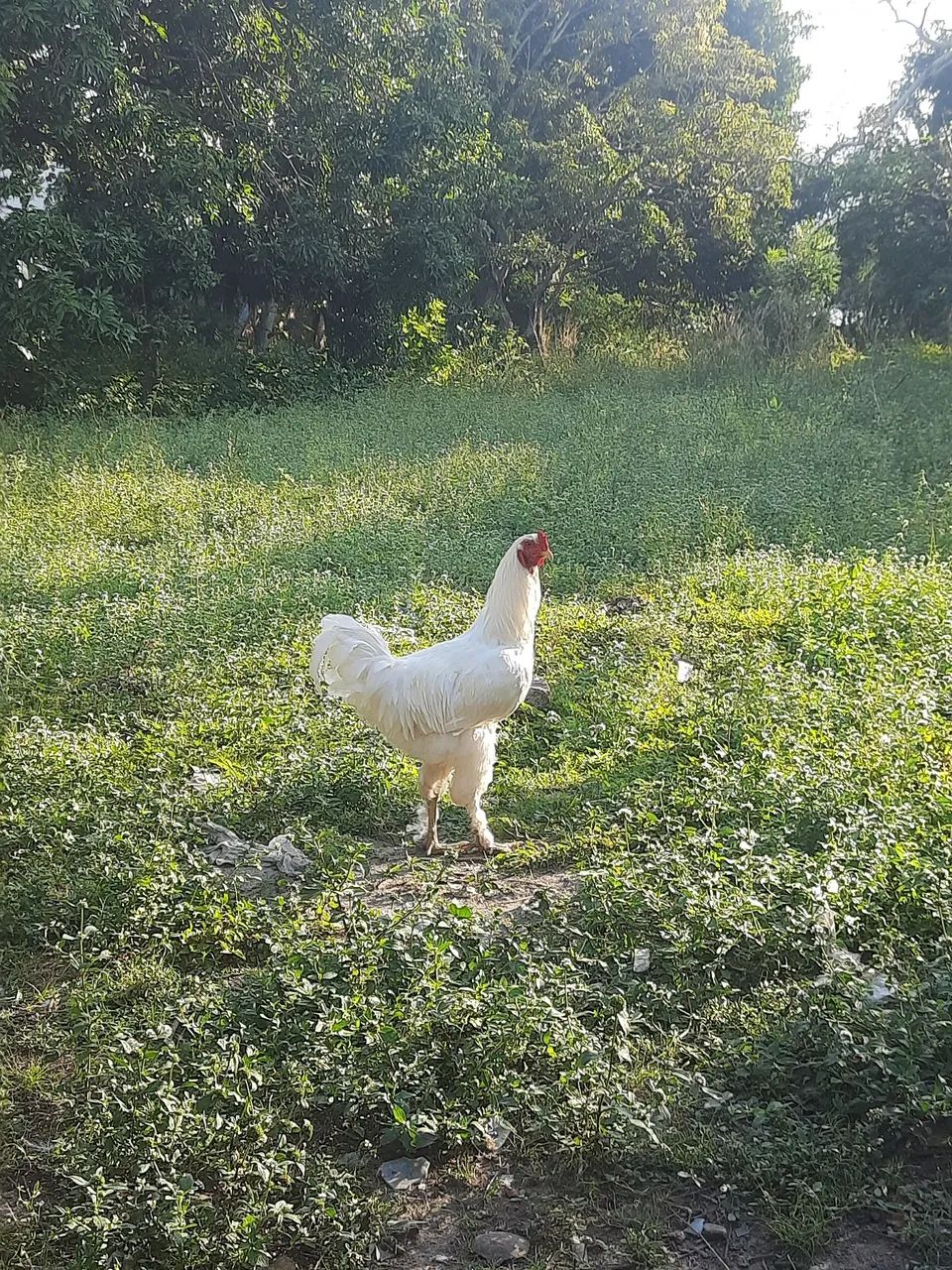 Frango Brahma light  - Foto 2