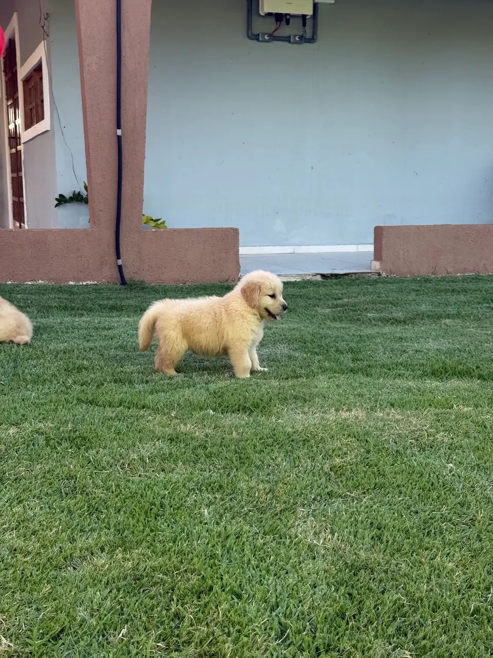 Lindos Filhotes de Golden retriever 