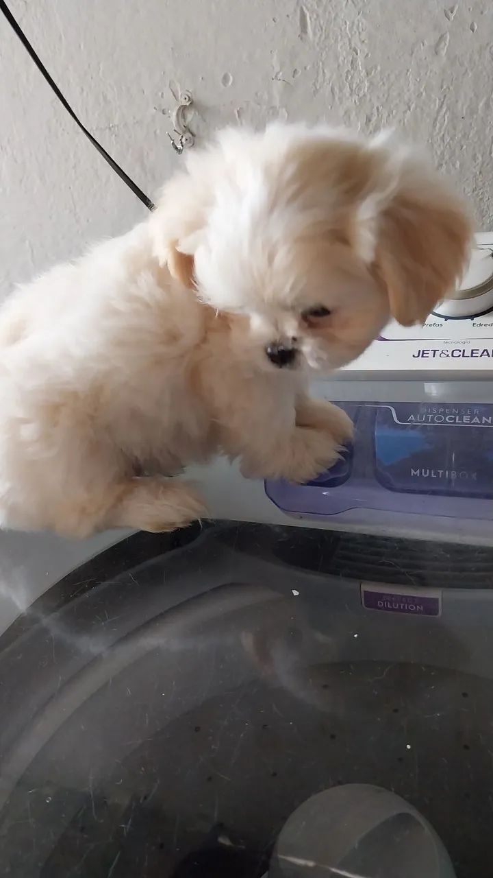 Cachorrinho  - Foto 2