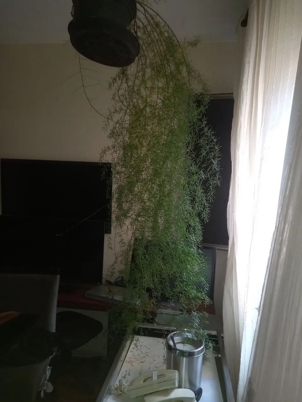 Aspargo alfinete  - Foto 4