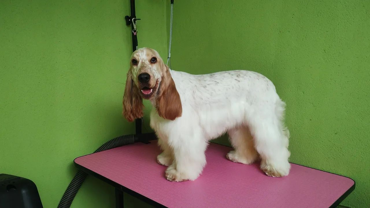 Filhotes de cocker 