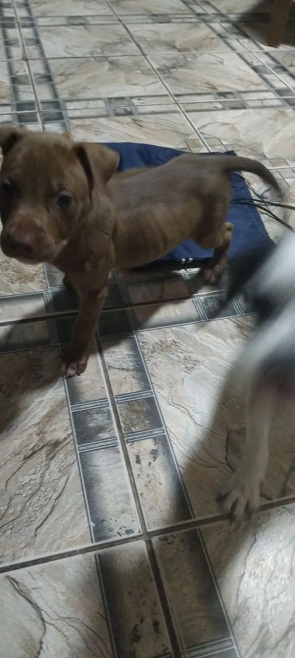 Cachorro 