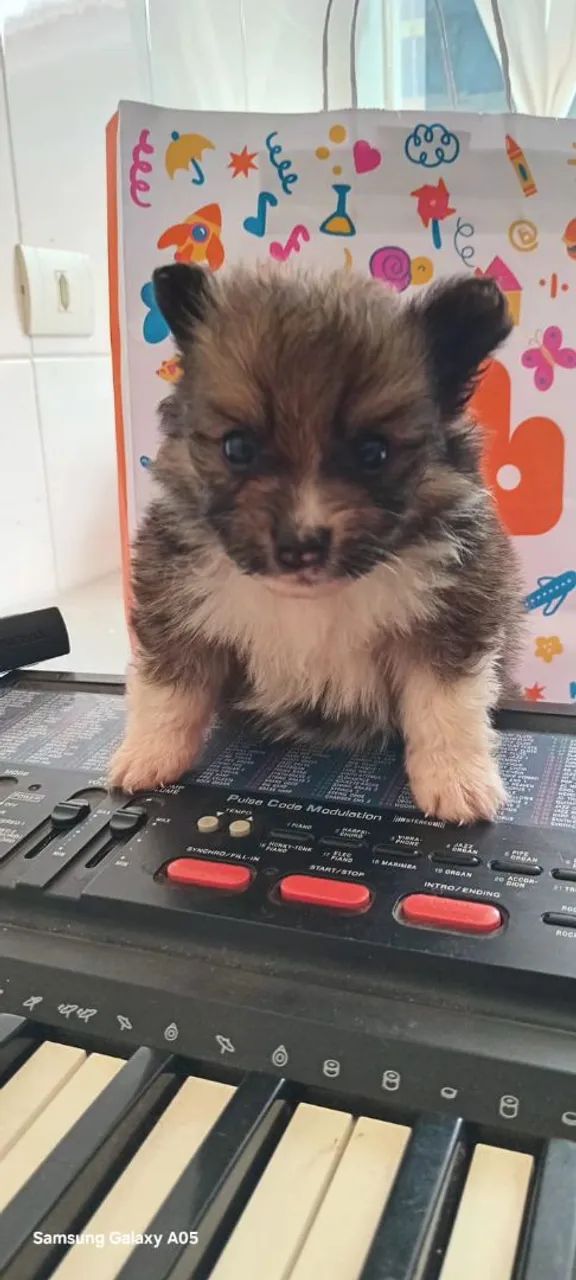 Spitz alemão anão  - Foto 4