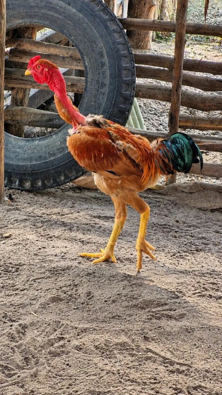 ?Frango Caipira pescoço pelado ? - Foto 3