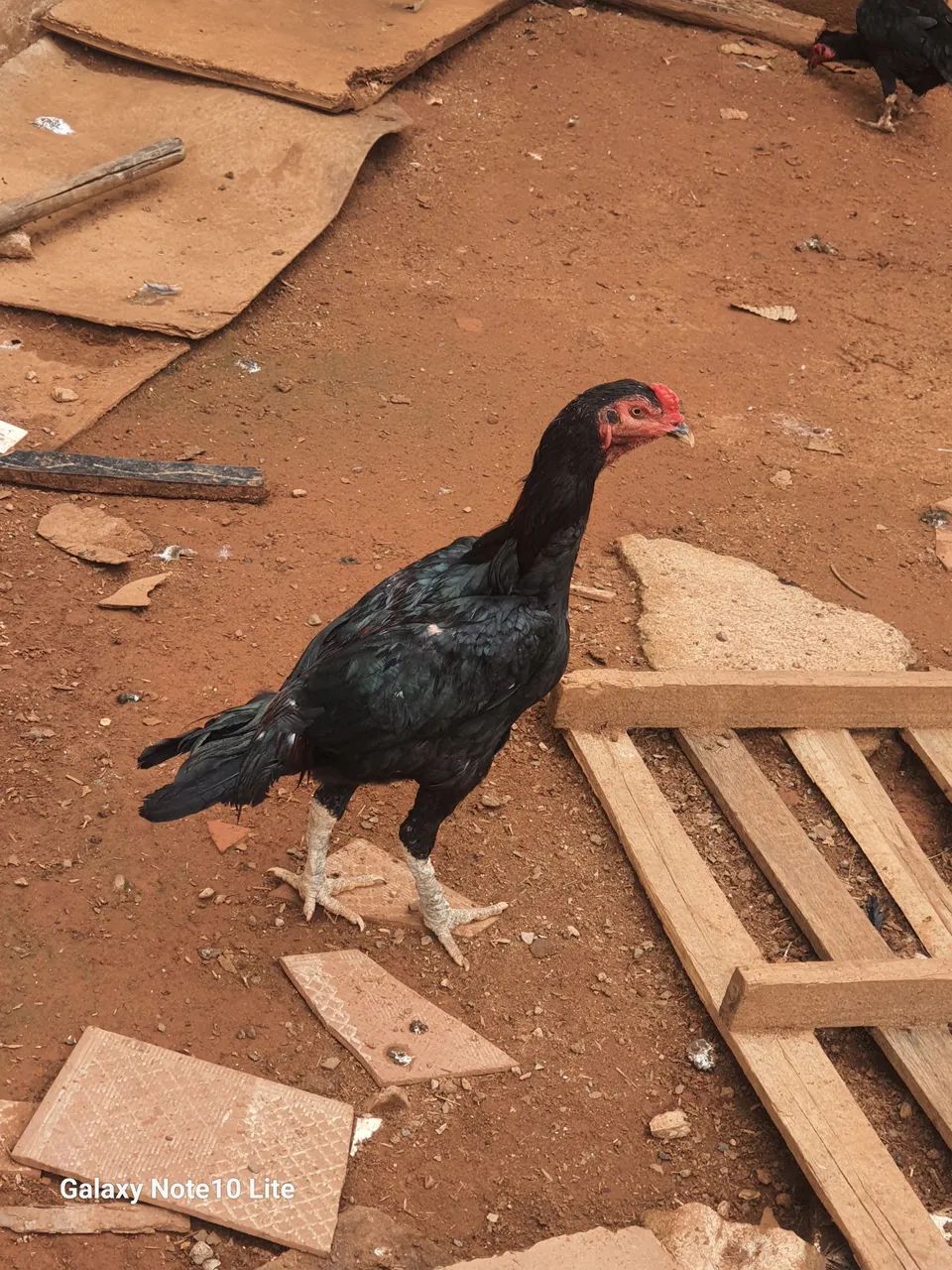 Frango índio  - Foto 2