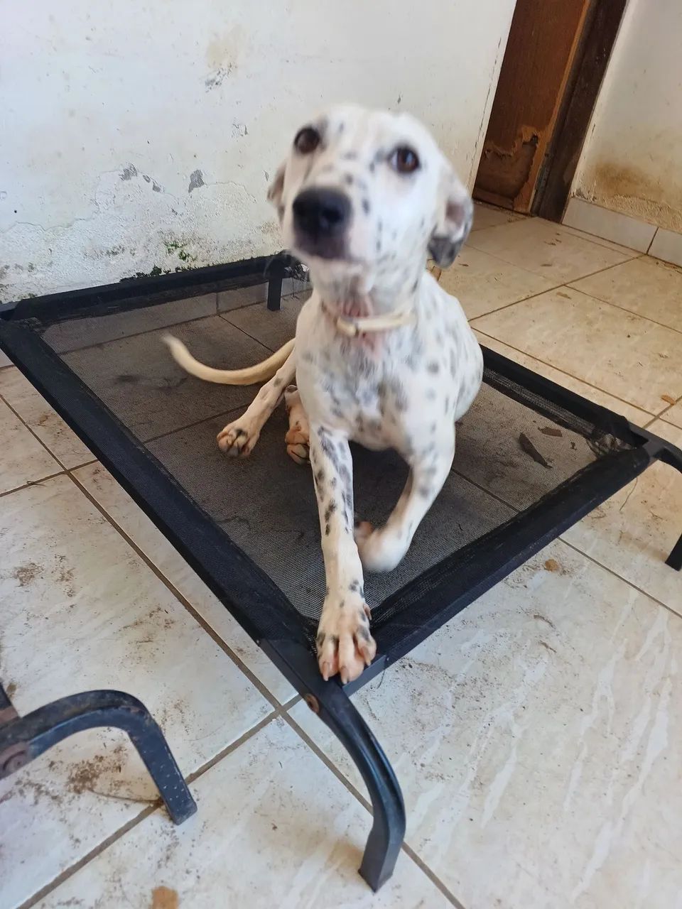 ADOÇÃO RESPONSÁVEL  - Foto 3