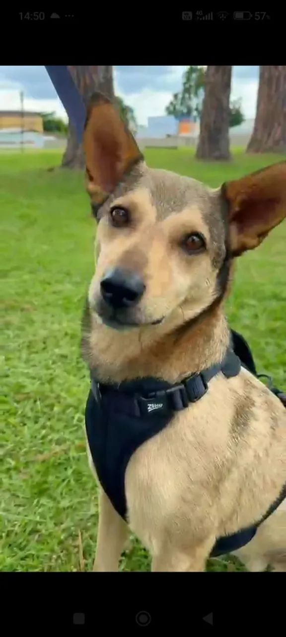 Hospedagem Pet/Creche - Foto 2