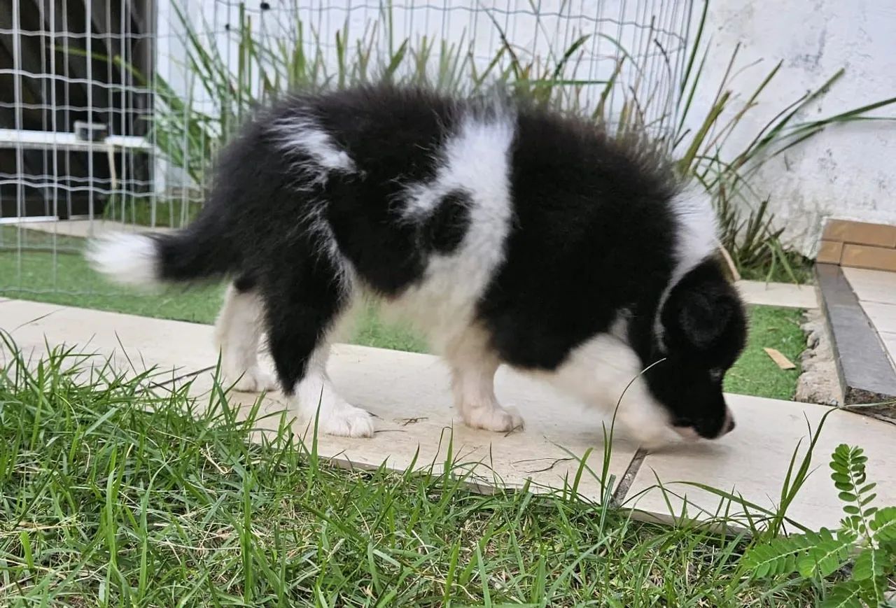 Border collie  - Foto 3