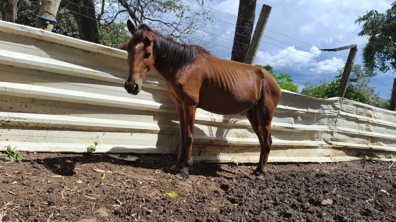 Vendo égua d carroça 