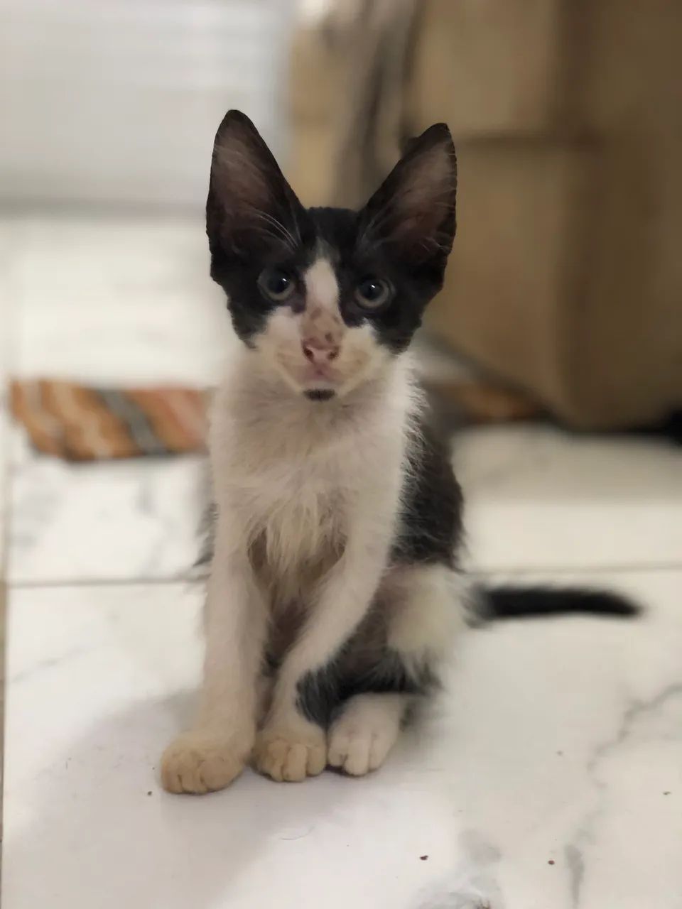 Filhotes de gato para adoção 