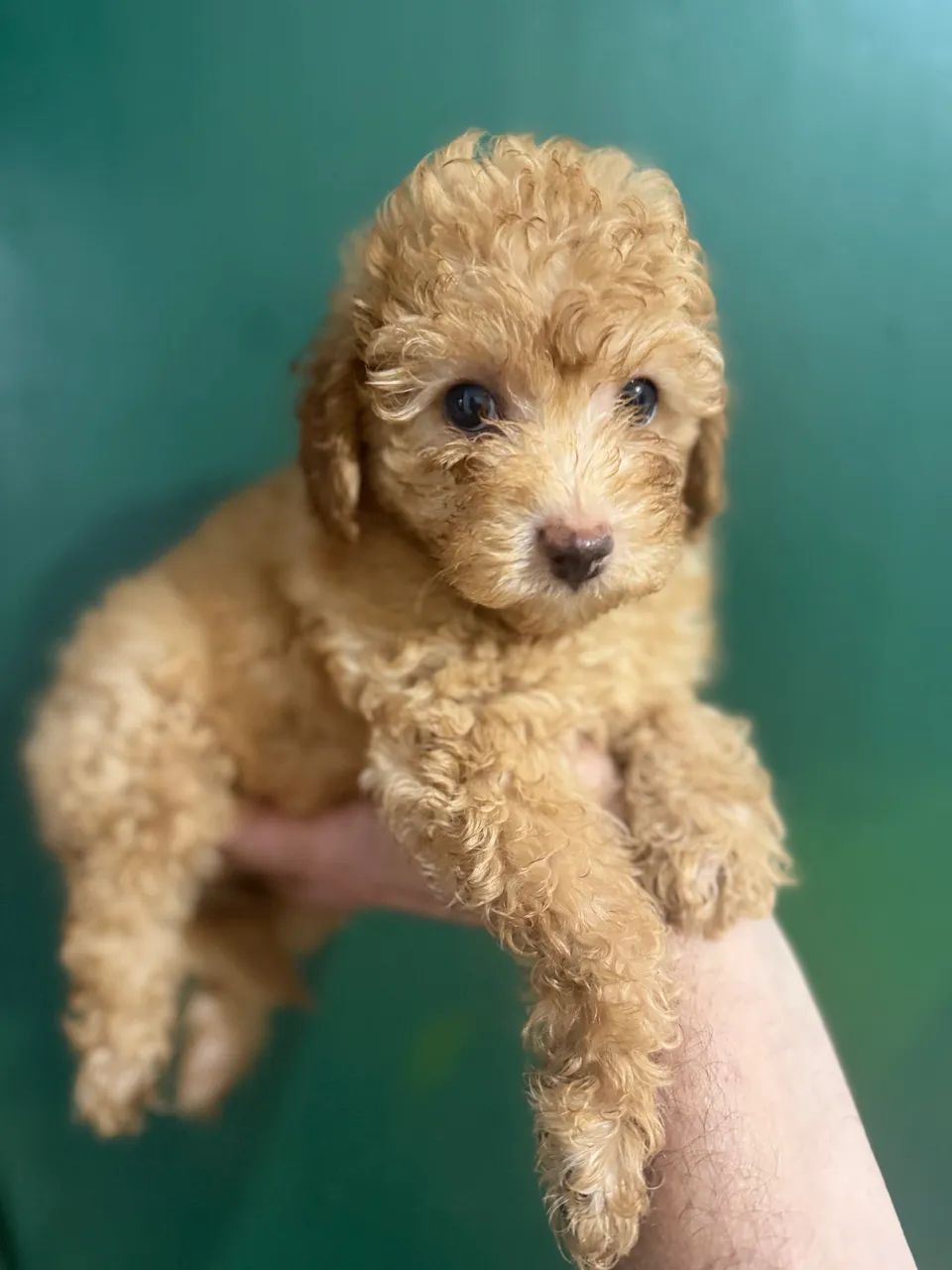 Poodle - machinho abricot - Foto 2