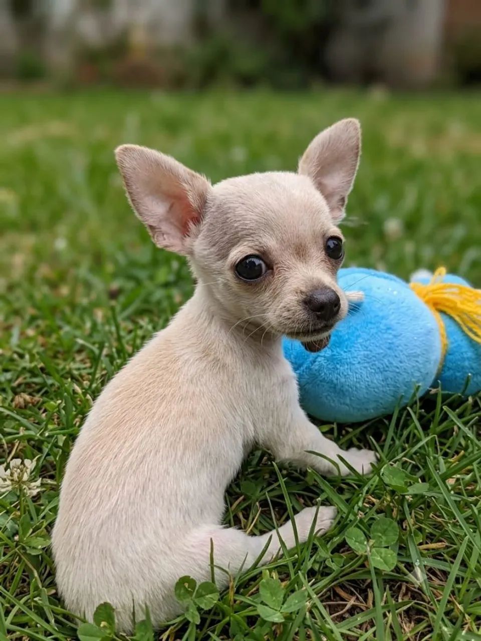 Chihuahua - Foto 2