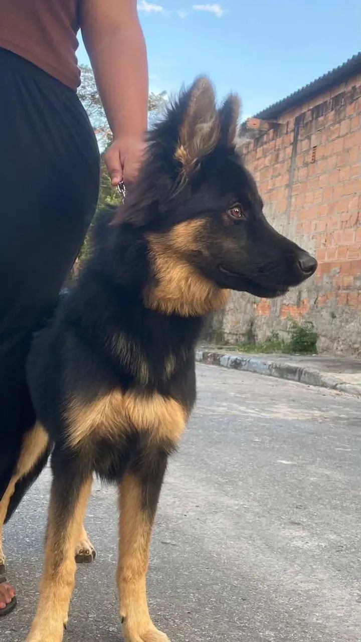 Cachorro  - Foto 4