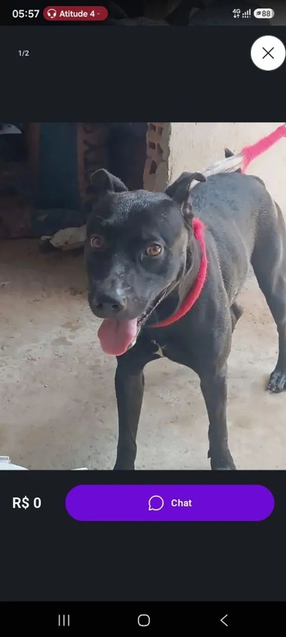 Cachorro macho pitbul super docil - Foto 4