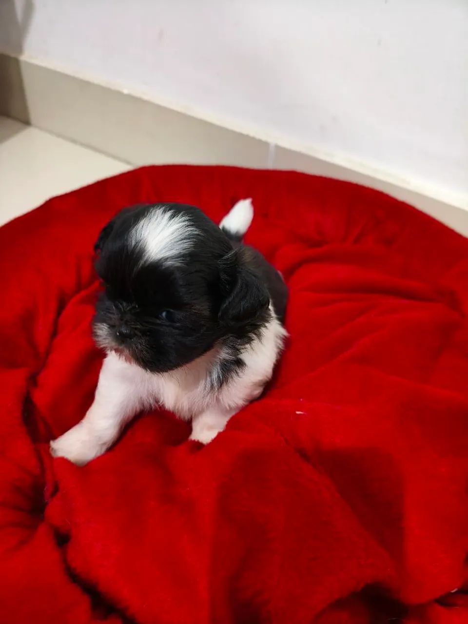 Cachorro - Foto 2