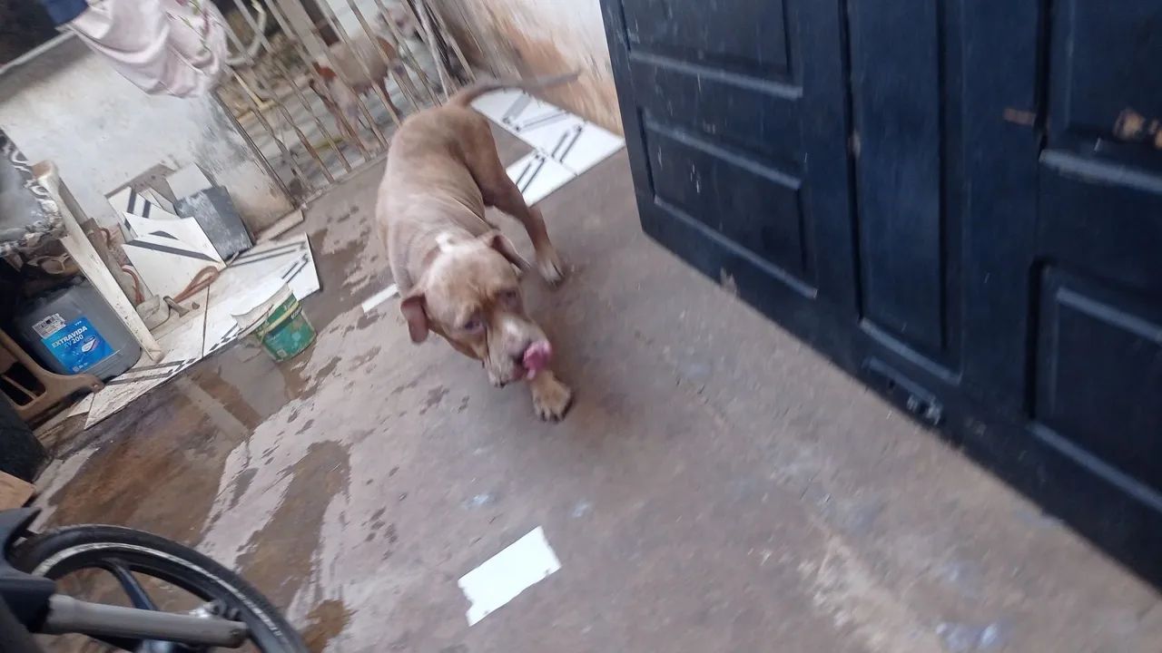 Vendo Pitbull Monsters,por motivos - Foto 2