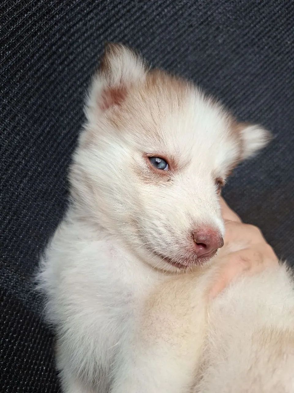 Husky  - Foto 2