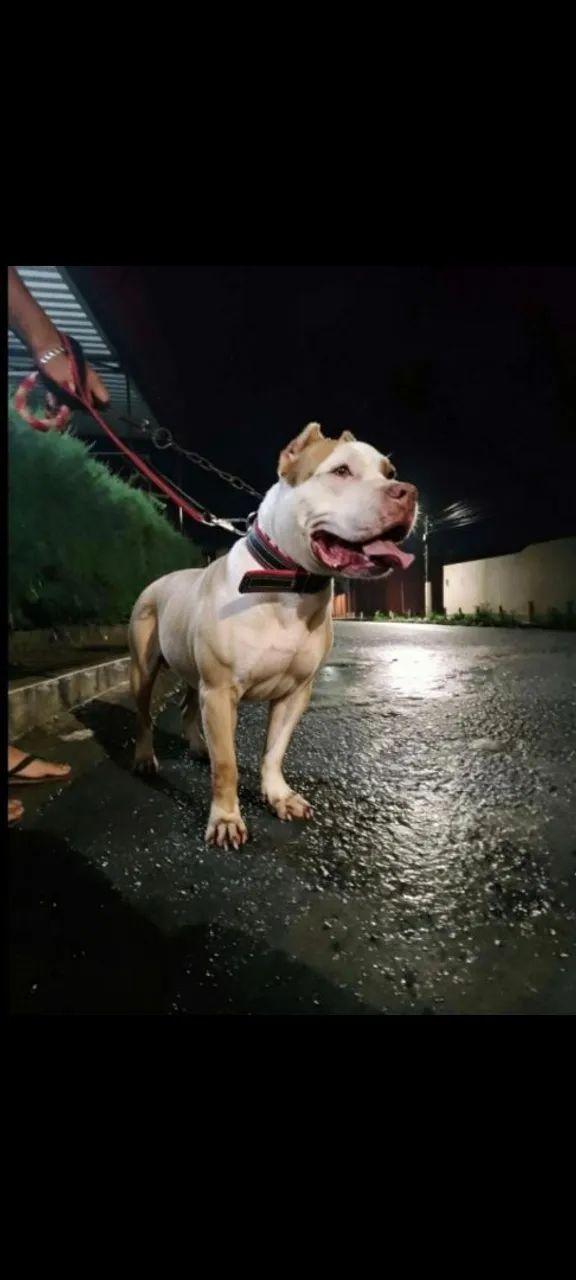 Cachorro - Foto 2