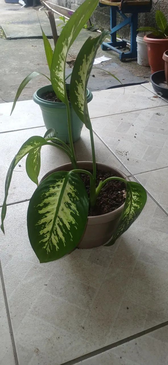 Planta Comigo Ninguém Pode  - Foto 3