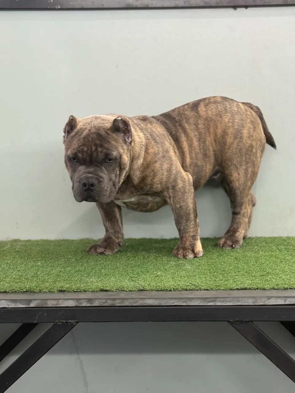 Filhote de American Bully  - Foto 2