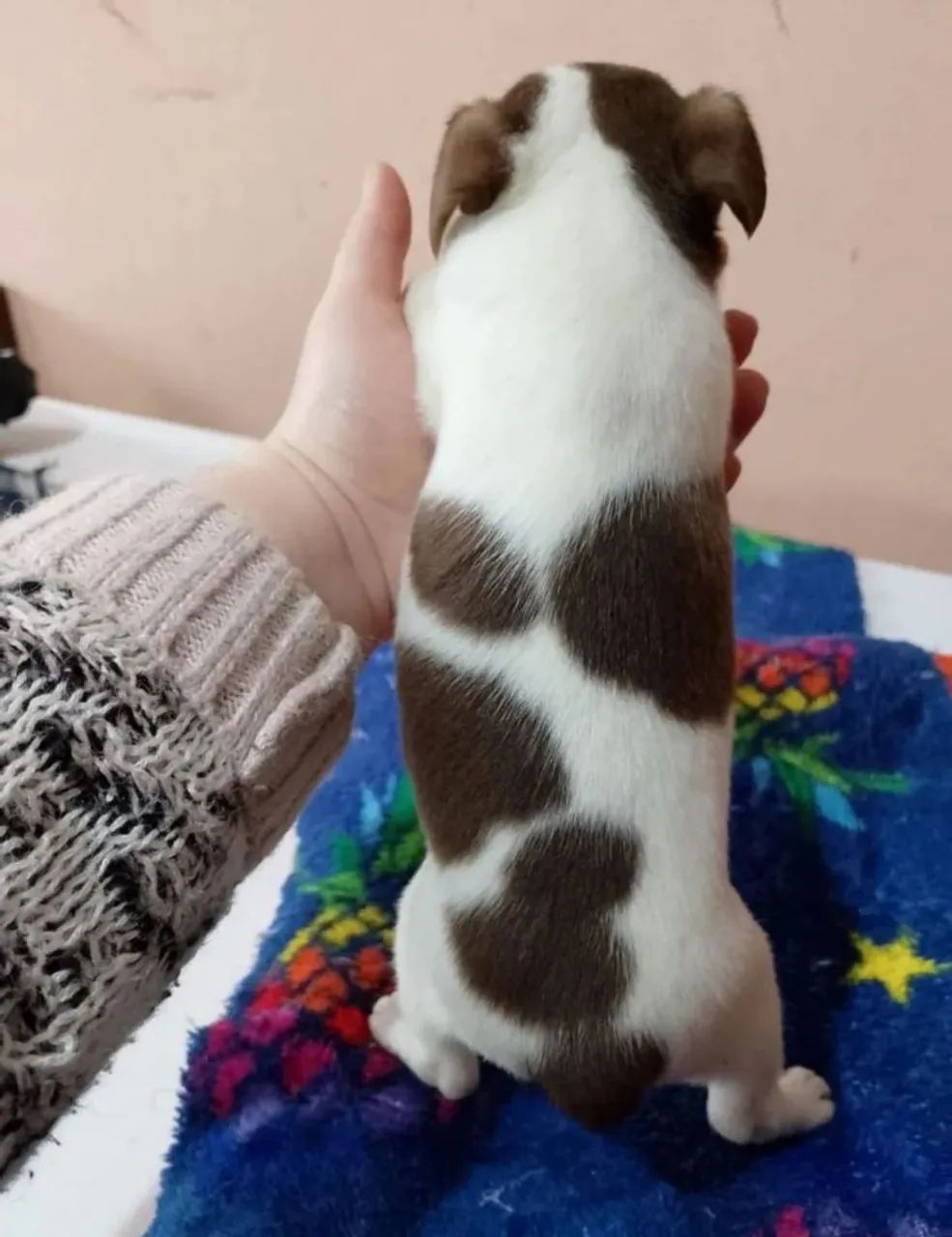Chiuhauha com pinscher macho - Foto 2