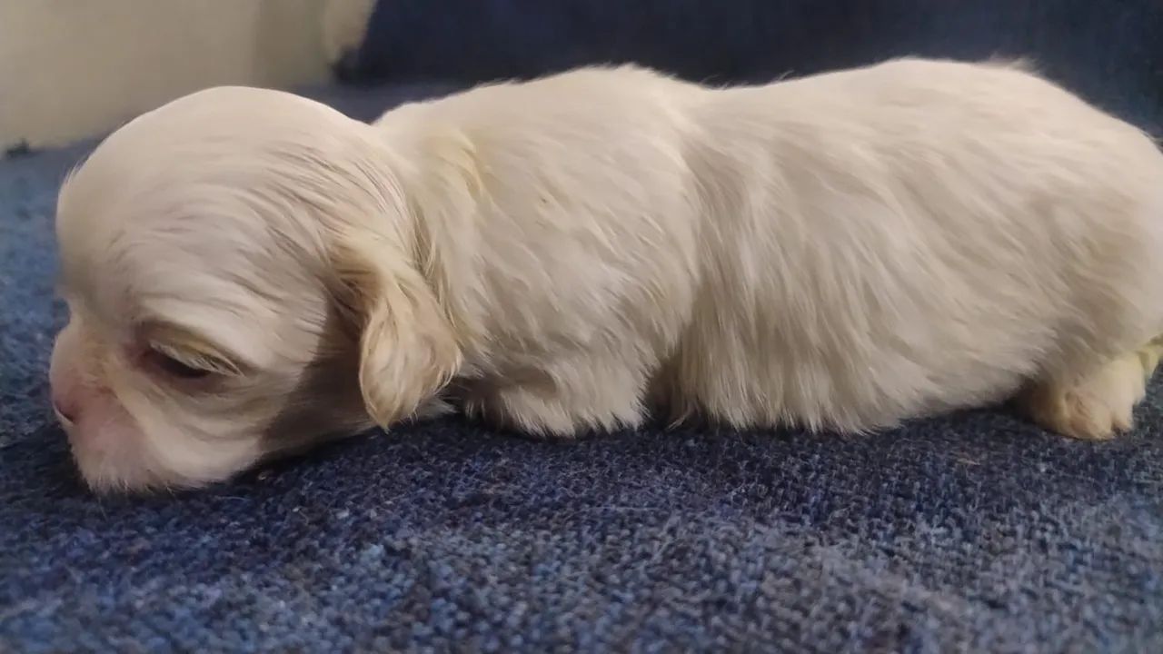 Shihtzu  - Foto 2