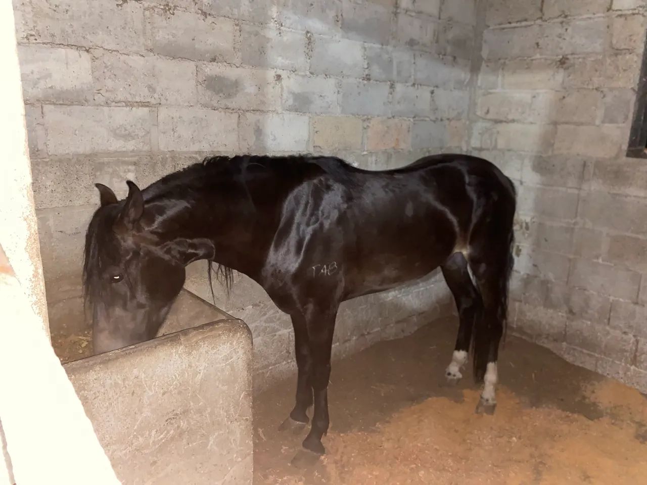 Cavalo garanhão mangalarga marchador  - Foto 3