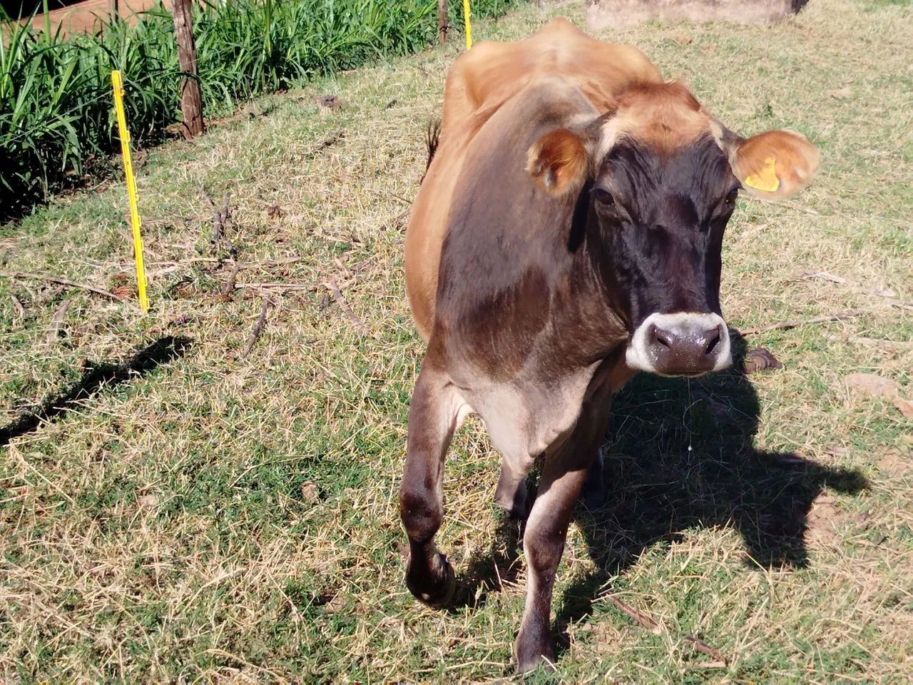 Vaca Jersey 