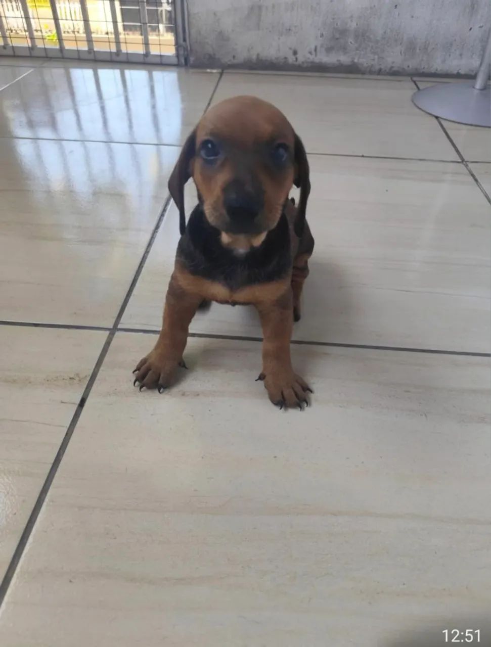 Filhotes de Salsicha (Dachshund) - Foto 3