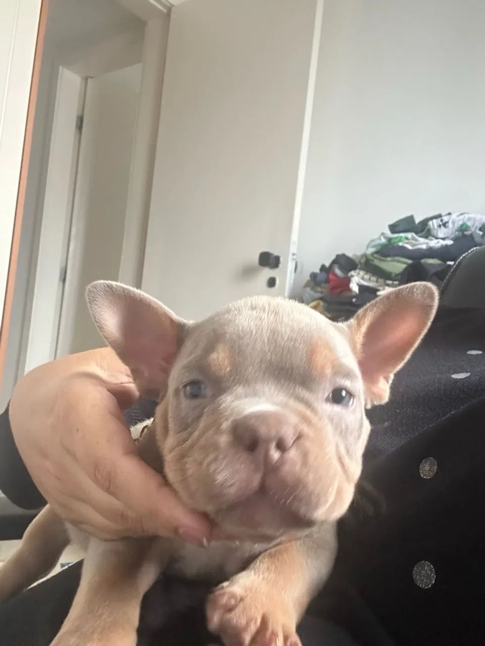 América bully 