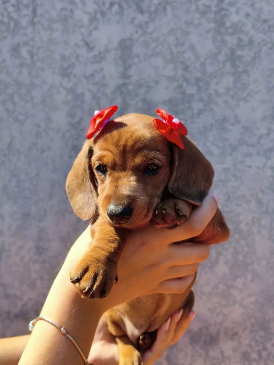 Cachorrinha  - Foto 4
