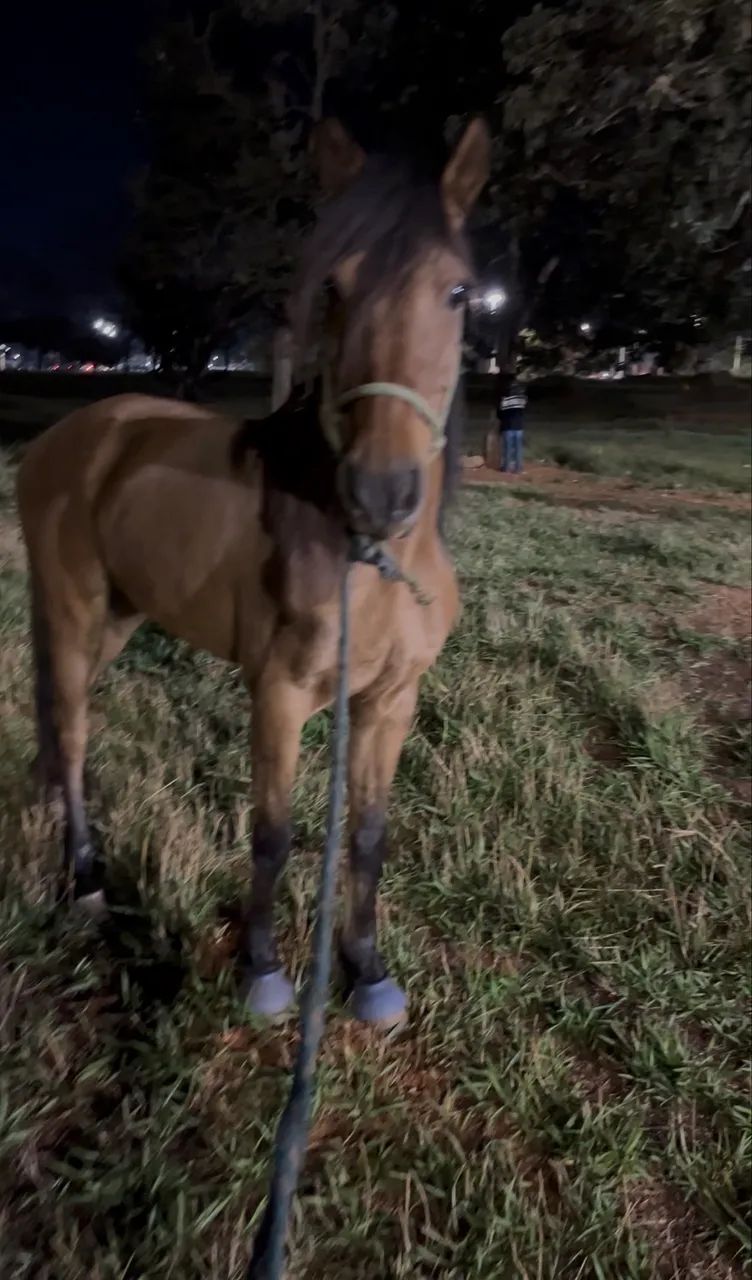 Cavalo Esquipador á Venda - Foto 4