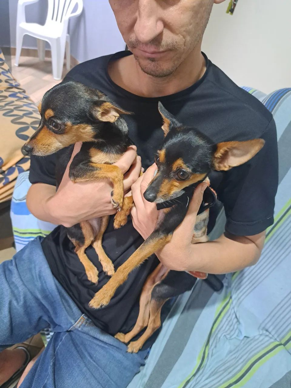 pinscher macho  - Foto 4