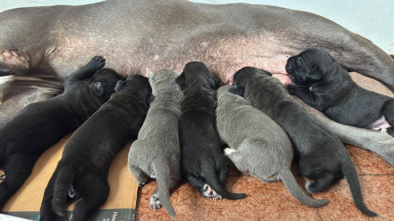 Cane Corso Italiano  - Foto 4