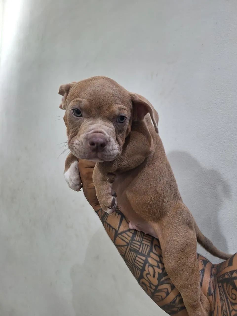 American bully pocket - Foto 4