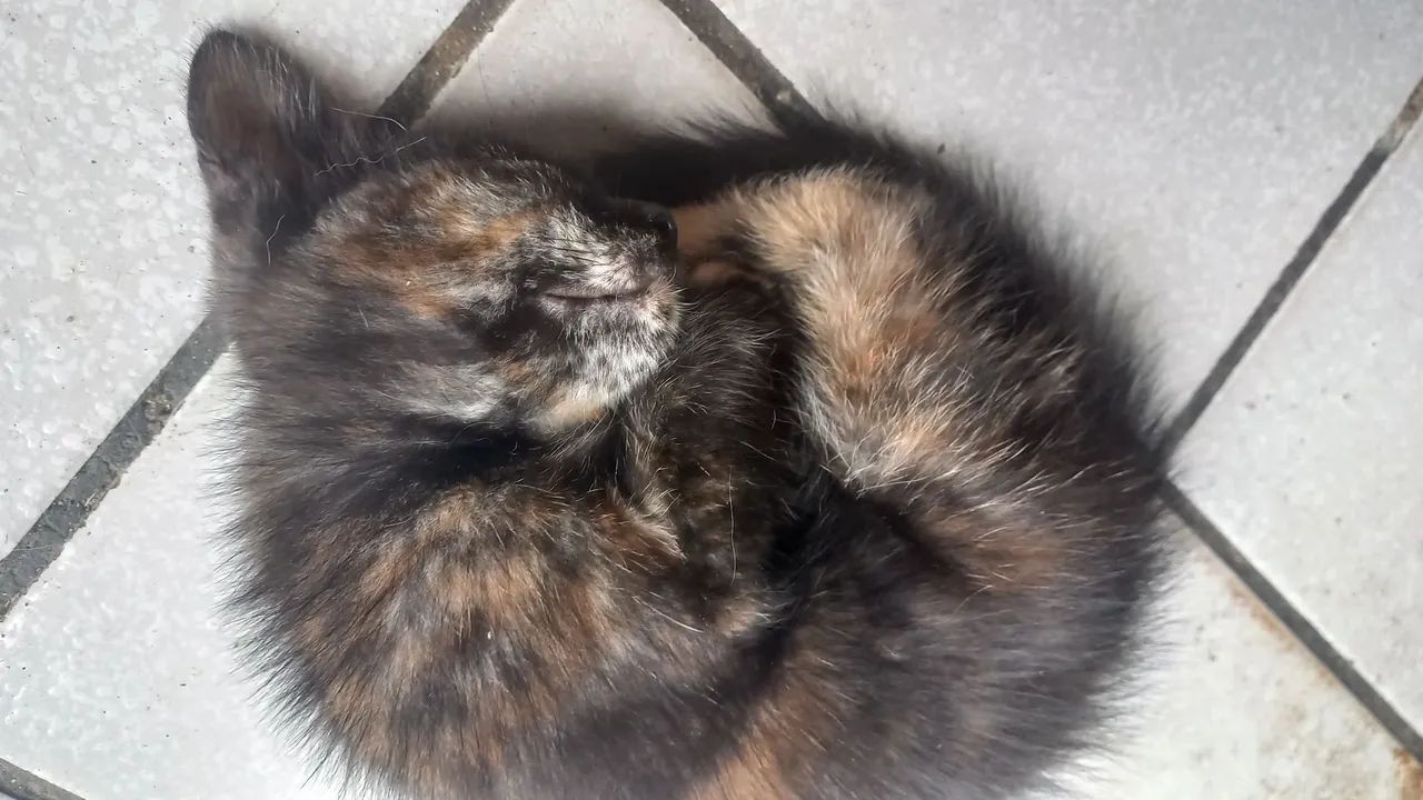 Gatos para adoção  - Foto 3