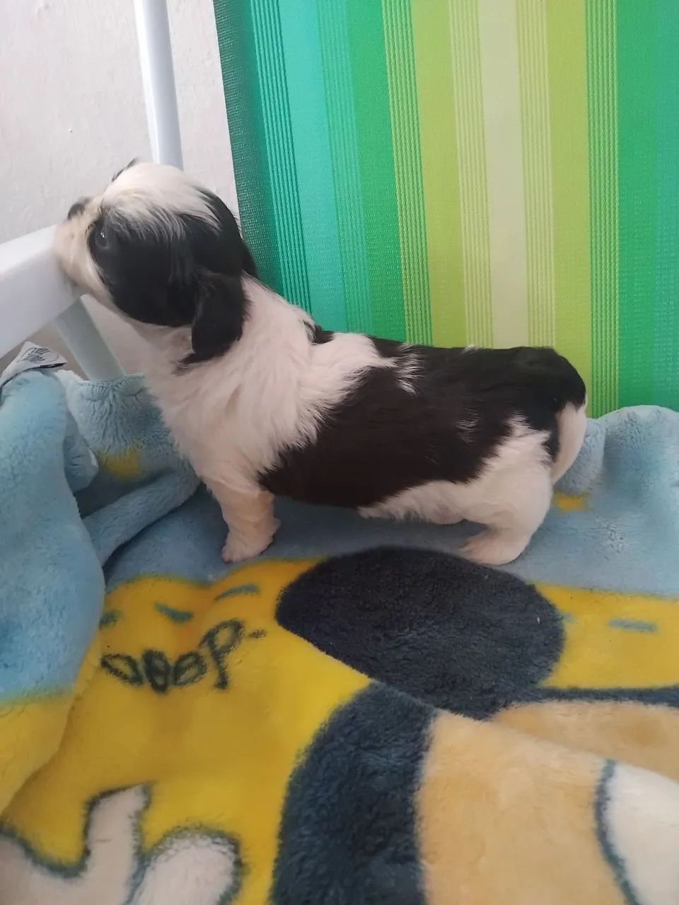 Vendesse filhote shitzu  - Foto 2