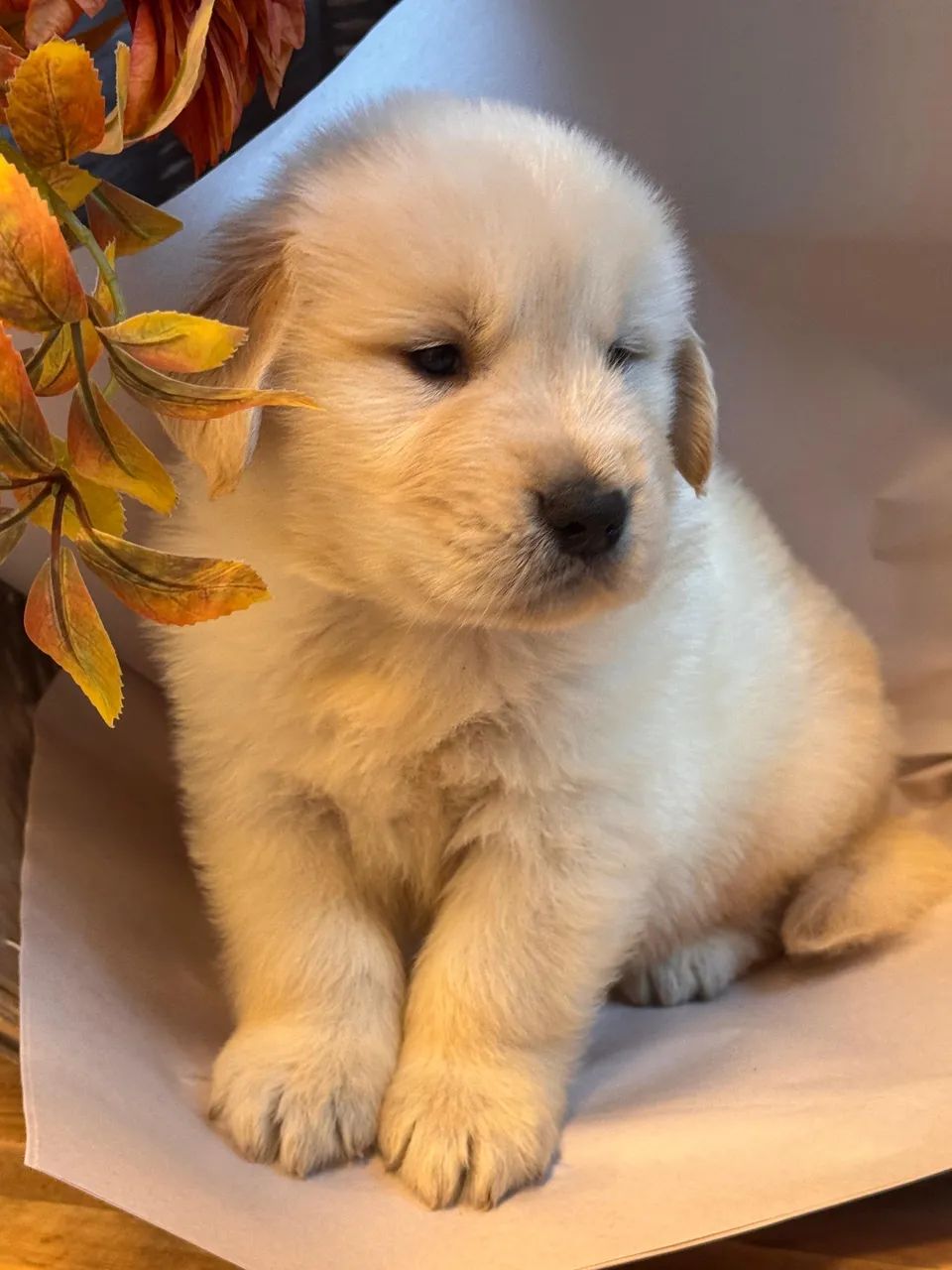 Filhote de Golden Retriever 