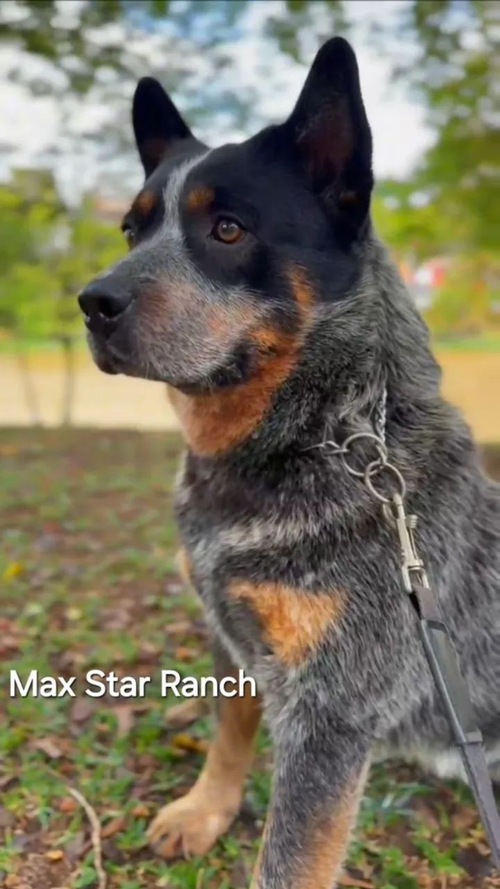Australian cattle dog  REPRODUTOR - Foto 2