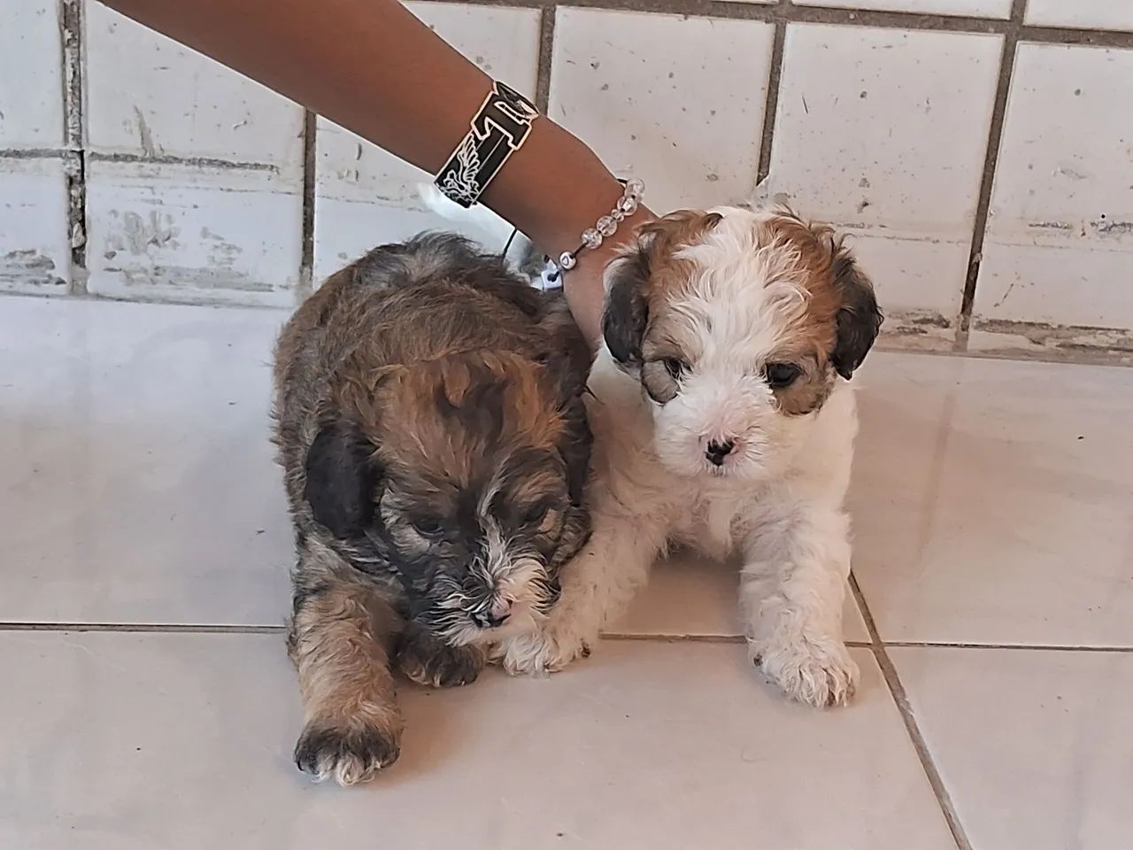 Cachorros poddle com Maltes - Foto 2