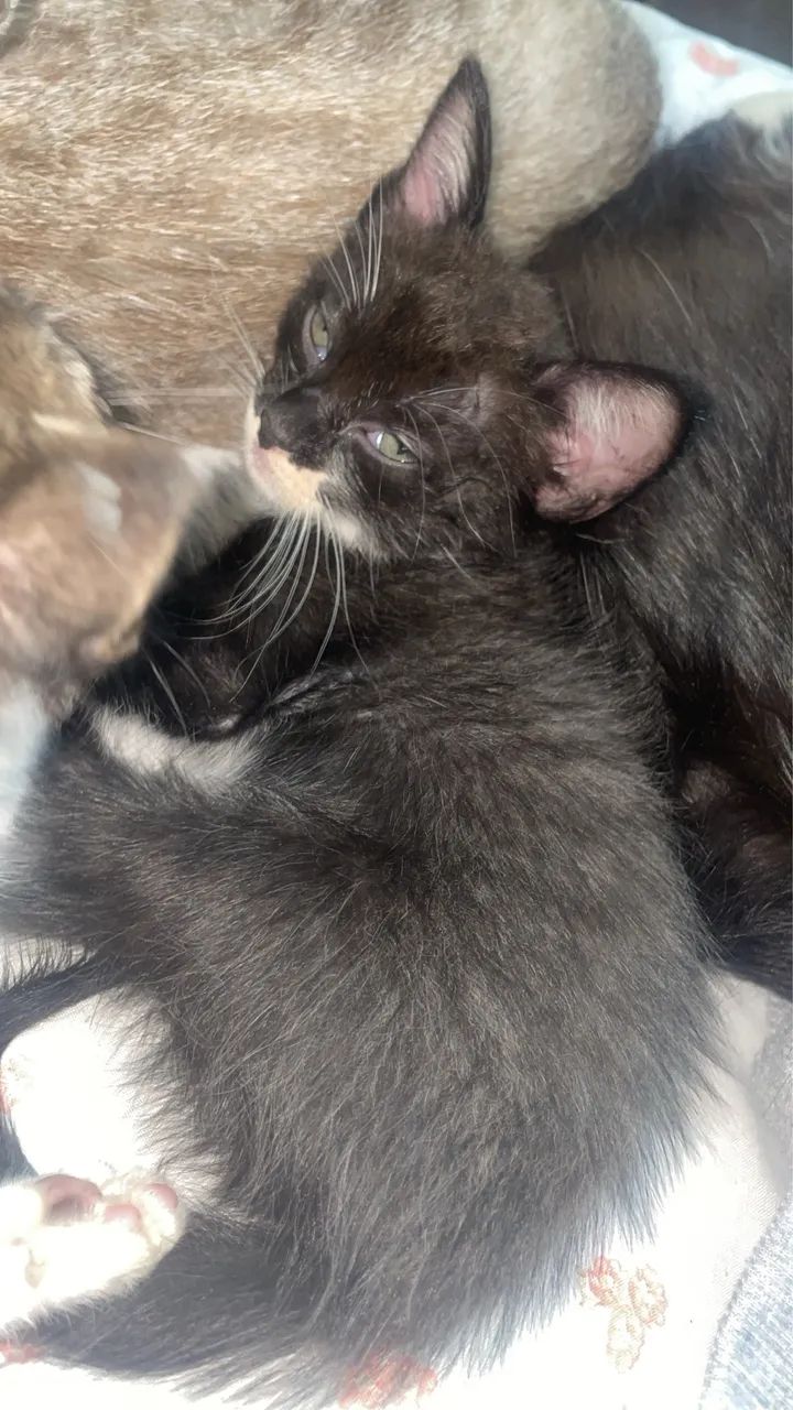 Gato para doação  - Foto 4
