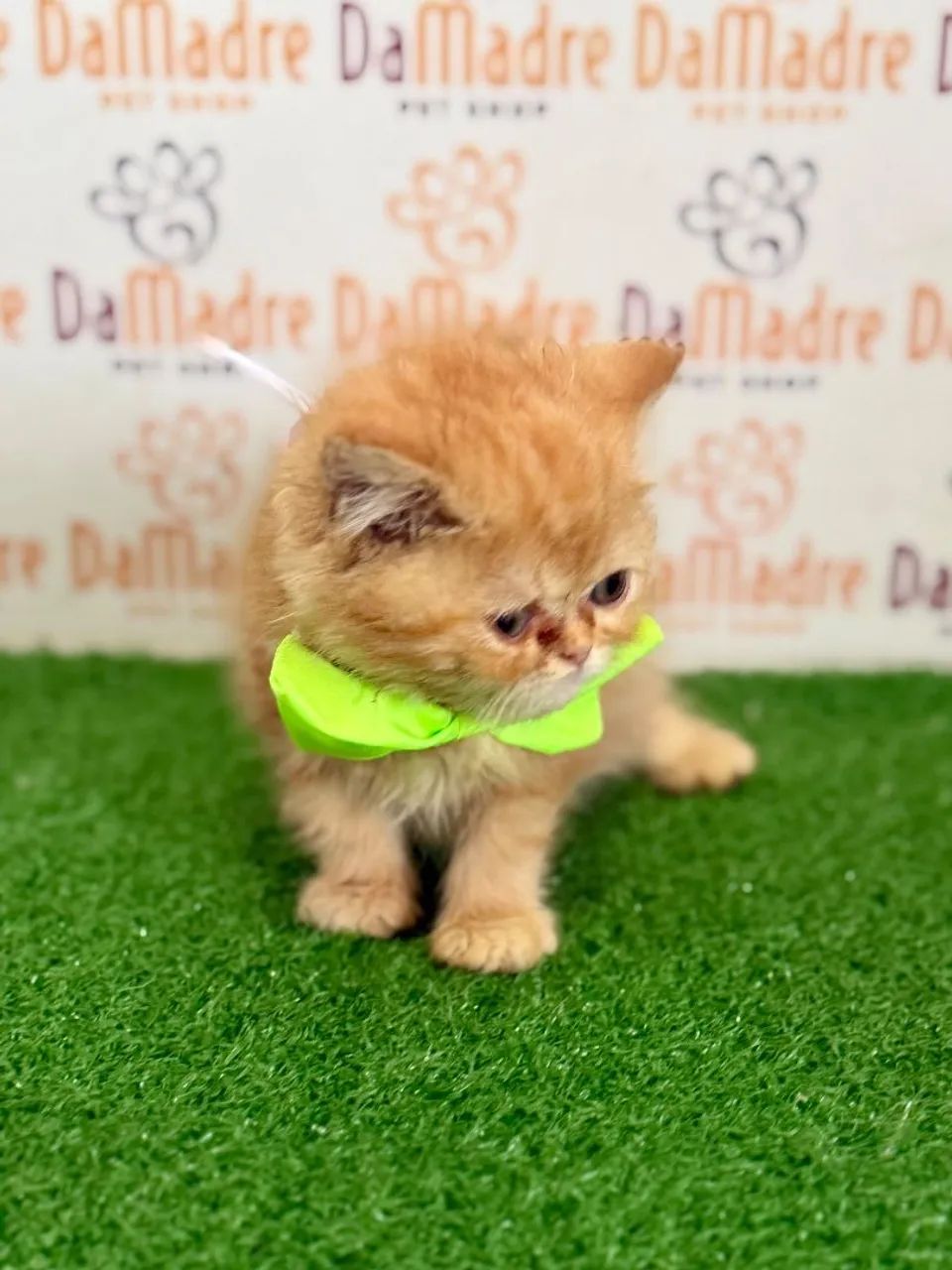 Gato Persa Macho - Gatos - Bela Suiça, Londrina 1547590623 | OLX