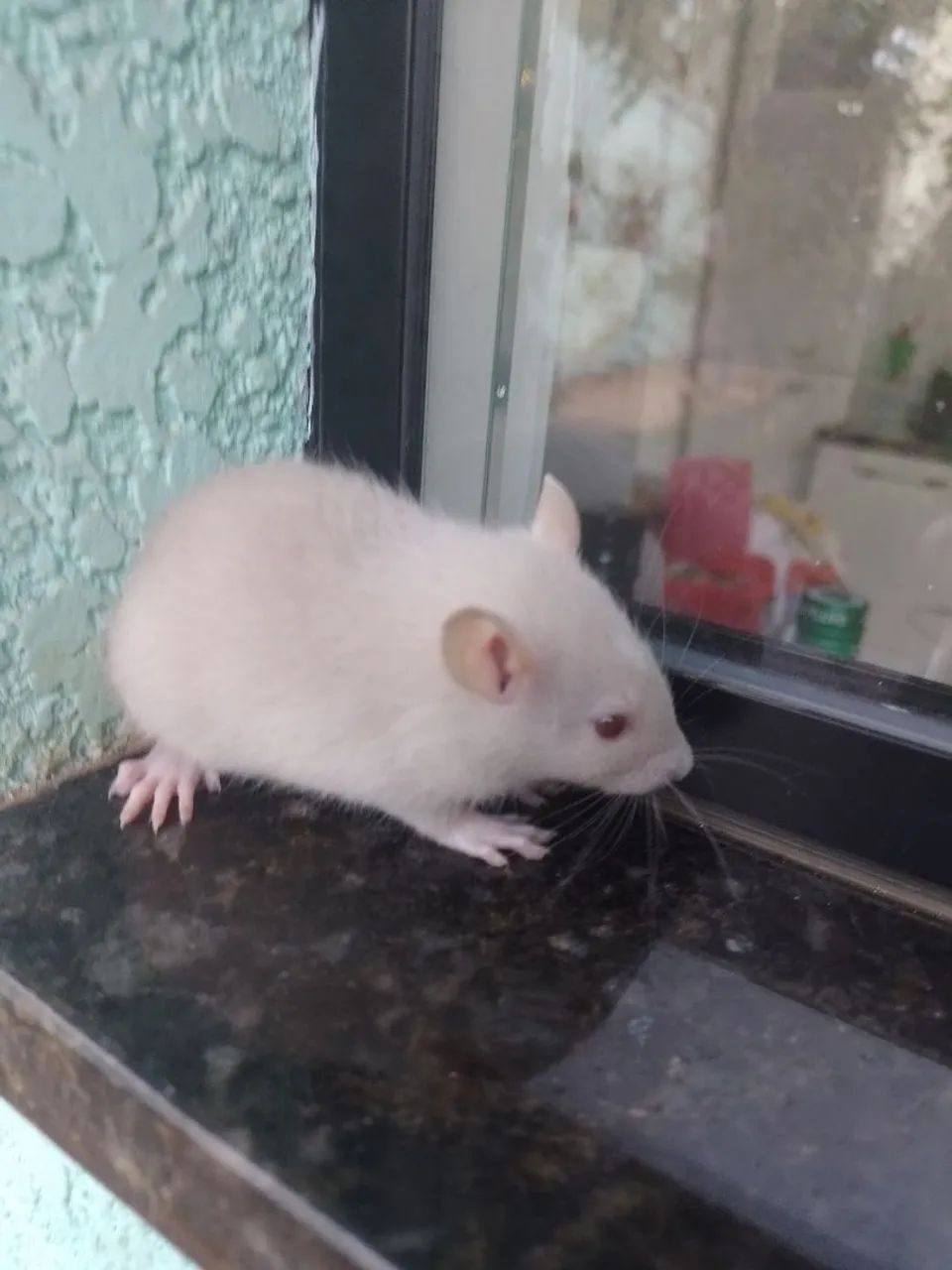 Twister filhotes  - Foto 3