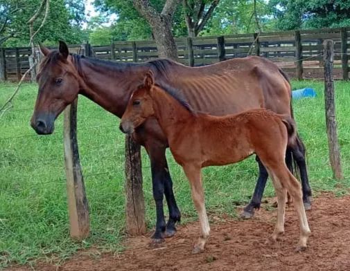 Potro ,Potras e Éguas  - Foto 4