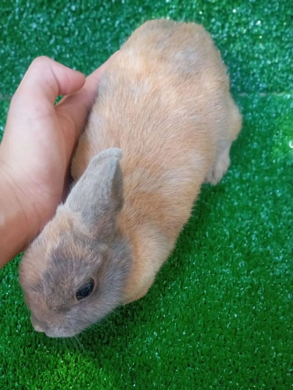 Coelhos Netherland Pet - Foto 4