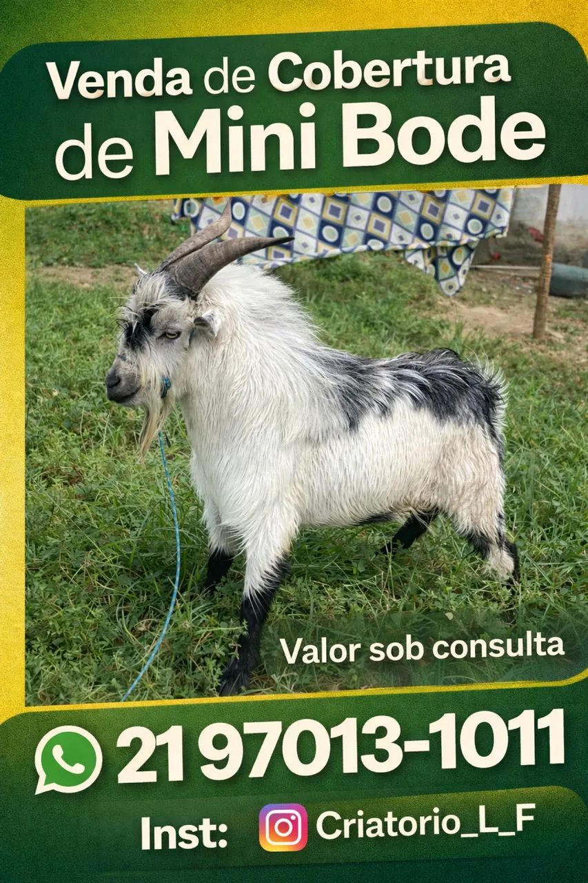 Cobertura mini bode  - Foto 3