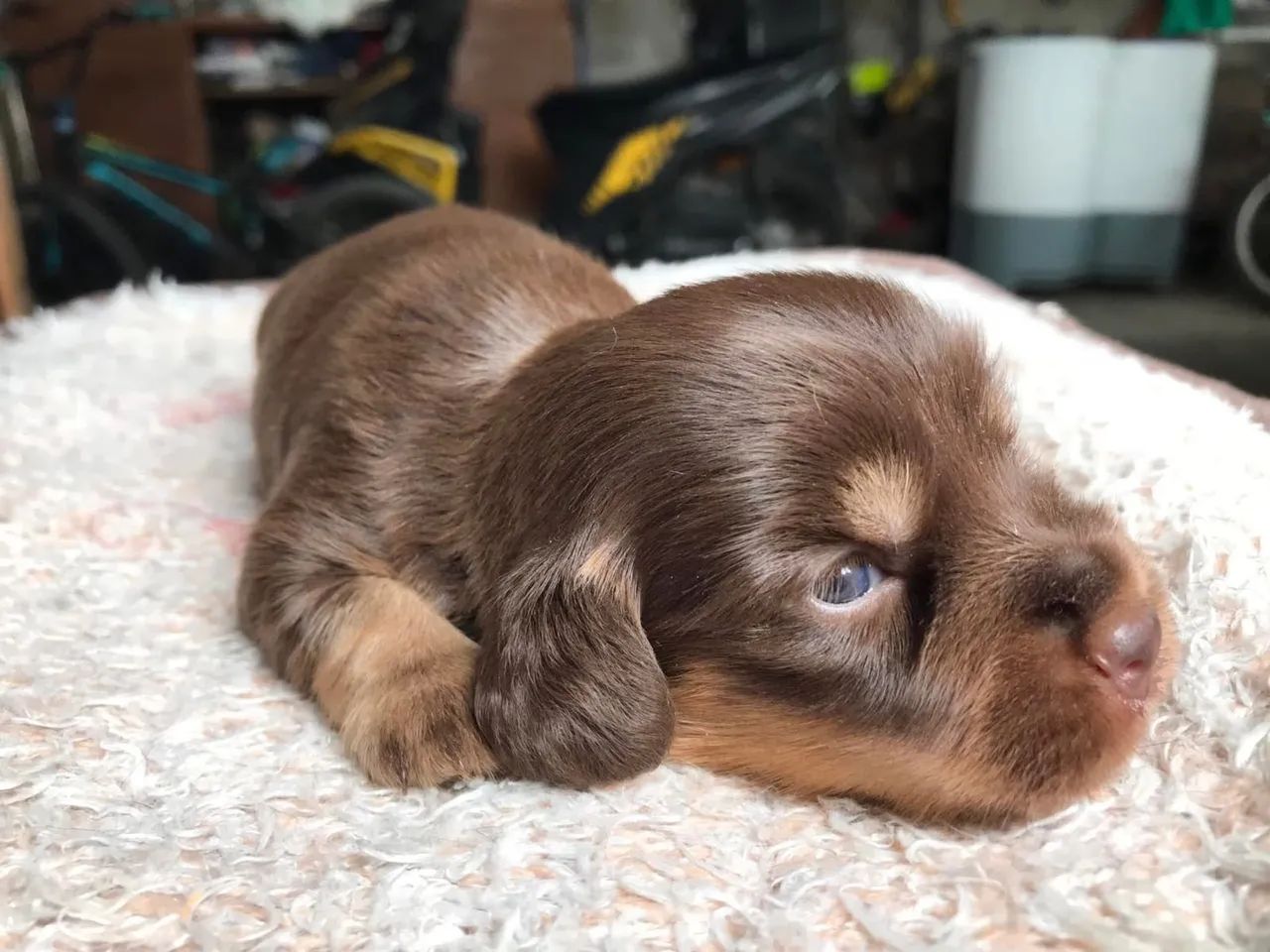 Dachshund pelo longo - Foto 3