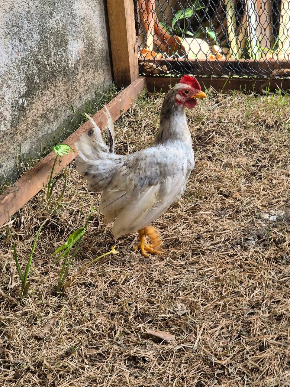 Garnizé