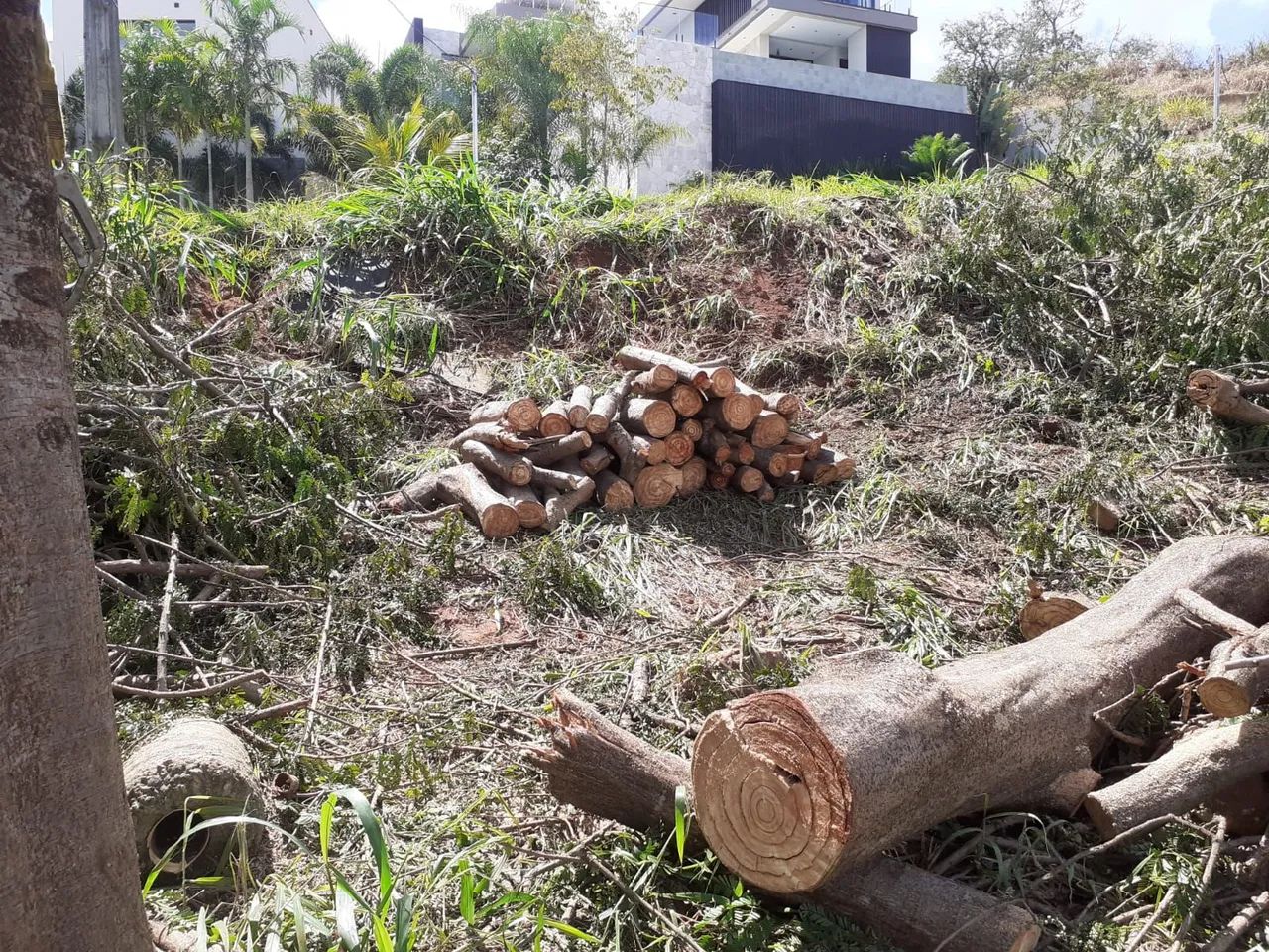 Corte é poda de árvores  - Foto 4